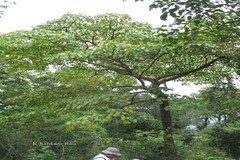 Hymenodictyon orixense